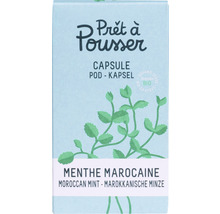 Prêt à Pousser marokkanische Minze Samenkapsel