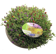 Delosperma Pflanze mit Blüten im Topf