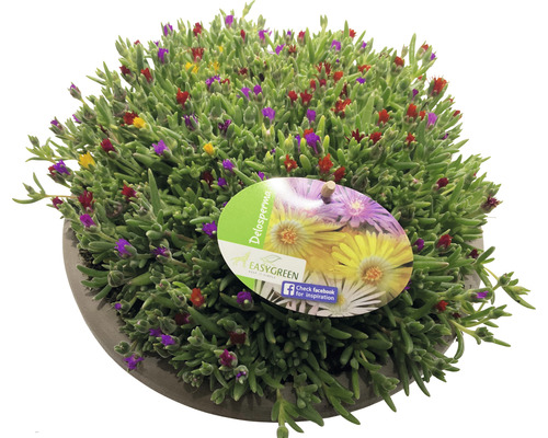 Delosperma Pflanze mit Blüten im Topf
