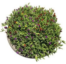 Mittagsblume FloraSelf Delospermum-Cultivars Mix H 1-3 cm Co 1 L zufällige Sortenauswahl-thumb-2