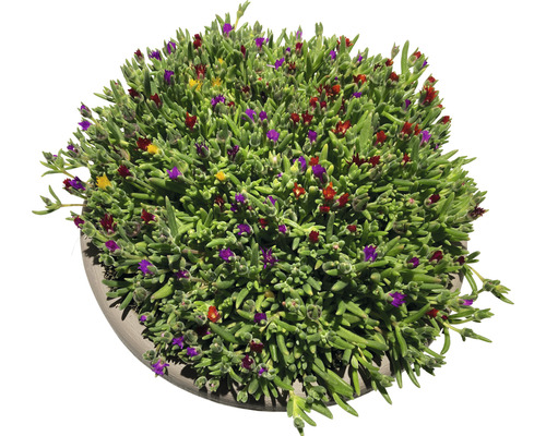 Sukkulente Pflanze mit bunten Blüten im Topf