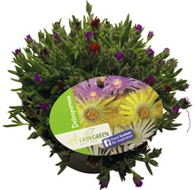 Mittagsblume FloraSelf Delospermum-Cultivars Mix H 1-3 cm Co 1 L zufällige Sortenauswahl-thumb-3
