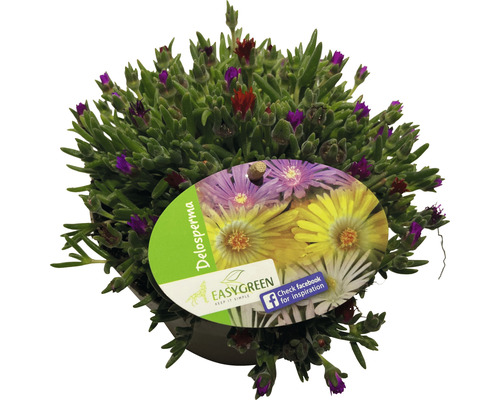 Delosperma Pflanze im Topf mit Etikett