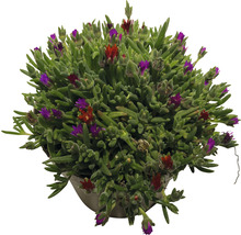 Mittagsblume FloraSelf Delospermum-Cultivars Mix H 1-3 cm Co 1 L zufällige Sortenauswahl-thumb-4