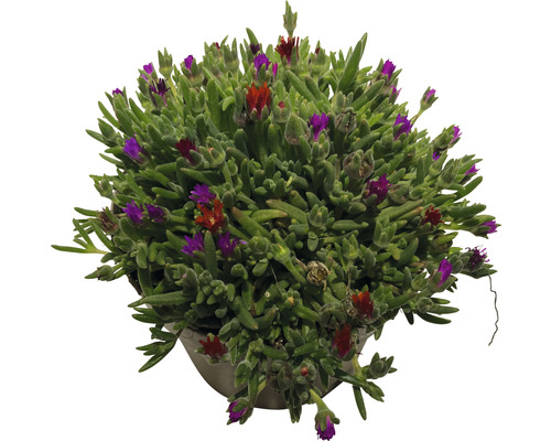 Delosperma Cooperi Pflanze im Topf mit roten und lila Blüten