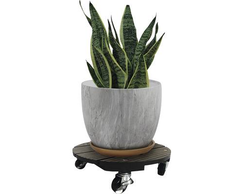 Zimmerpflanze in Topf auf Pflanzenroller