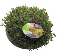 Delosperma Pflanze im Topf mit Easy Green Logo