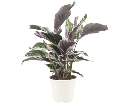 Korbmarante FloraSelf Calathea Fusion White H ca. 40 cm Ø 14 cm Topf