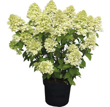 Rispenhortensie FloraSelf Hydrangea paniculata 'Magical Candle' ® H 50-60 cm Co 5 L-thumb-0