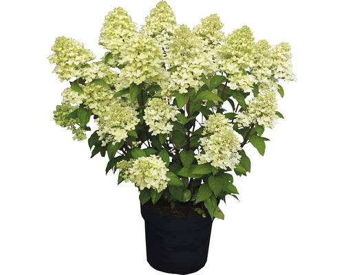 Rispenhortensie FloraSelf Hydrangea paniculata 'Magical Candle' ® H 50-60 cm Co 5 L-0