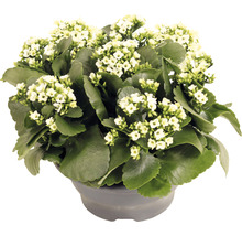 Kalanchoe Pflanze mit weißen Blüten im Topf