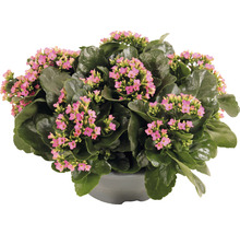 Flammendes Käthchen Zimmerpflanze mit Blüten