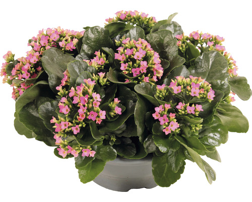 Flammendes Käthchen Zimmerpflanze mit Blüten