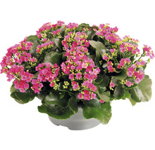 Kalanchoe Pflanze mit rosa Blüten im Topf