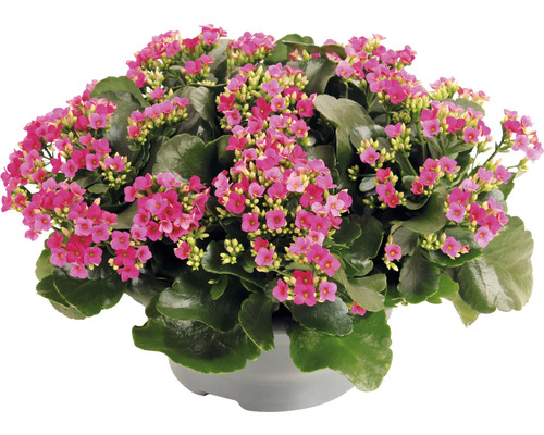 Kalanchoe Pflanze mit rosa Blüten im Topf