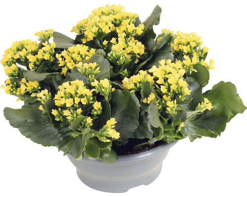 Flammendes Käthchen FloraSelf Kalanchoe blosfeldiana H 15-20 cm Ø 23 cm Kunststoffplanzschale gelb