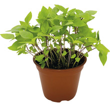 BIO Kräuter Set FloraSelf Bio Asia Mix 6 Stk. Ø 12 cm Topf