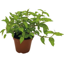BIO Kräuter Set FloraSelf Bio Asia Mix 6 Stk. Ø 12 cm Topf