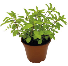 BIO Kräuter Set FloraSelf Bio Asia Mix 6 Stk. Ø 12 cm Topf