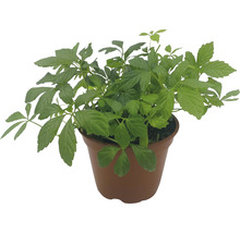 BIO Kräuter Set FloraSelf Bio Asia Mix 6 Stk. Ø 12 cm Topf
