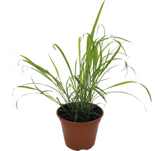 BIO Kräuter Set FloraSelf Bio Asia Mix 6 Stk. Ø 12 cm Topf