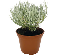 BIO Kräuter Set FloraSelf Bio Asia Mix 6 Stk. Ø 12 cm Topf
