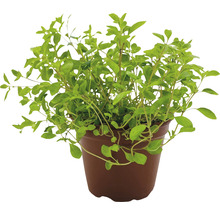 Oregano-Pflanze im Topf