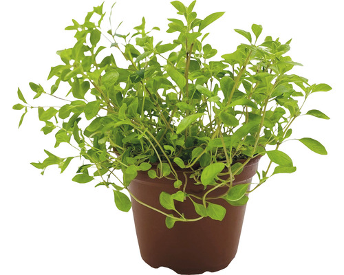 Oregano-Pflanze im Topf