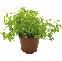 Oregano-Pflanze in einem braunen Topf