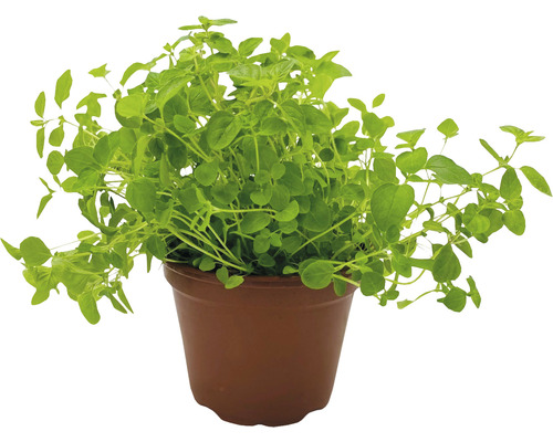 Oregano-Pflanze in einem braunen Topf