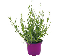 Lavendel im Topf