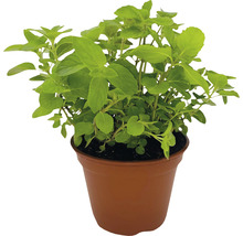 Oregano Pflanze im Topf
