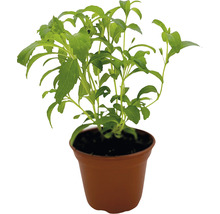 Stevia Pflanze im Topf