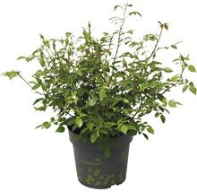 Bodendeckerrose 'Bienenweide Hellrot' FloraSelf Rosa 'Bienenweide Hellrot' H 10-30 cm Co 2 L