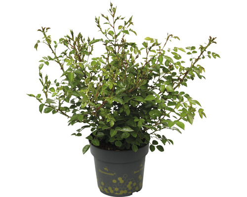 Bodendeckerrose 'Bienenweide Rot' FloraSelf Rosa 'Bienenweide Rot' H 10-30 cm Co 2 L Rosenbusch im Topf