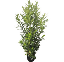 Kirschlorbeer Elly Prunus laurocerasus 'Elly'® H 125-150 cm Co 15 L