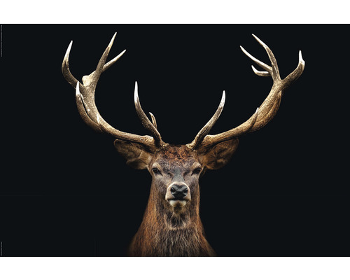 Maxiposter Deer Portrait 61x91,5 cm