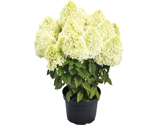 Rispenhortensie ‘Pandalus‘ Hydrangea paniculata ‘Pandalus‘ H 40-60 cm Co 5 L