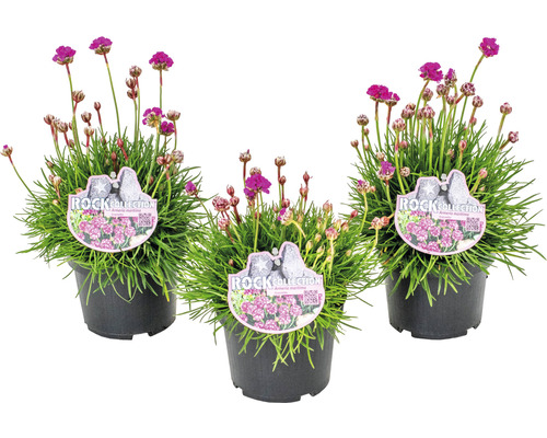 Drei Töpfe Strandnelken der Rock Collection