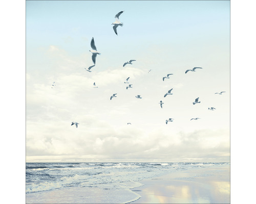 Glasbild Seagulls On The Beach 50x50 cm