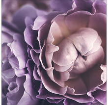 Nahaufnahme einer einzelnen Rose mit vielen Blütenblättern