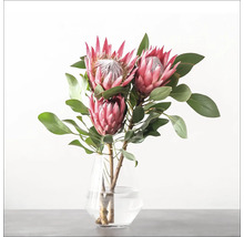 Protea-Blumen in einer Glasvase