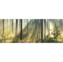 Waldszene mit Sonnenstrahlen, die durch die Bäume scheinen
