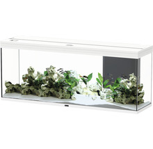 Aquarium mit Dekoration, Pflanzen und Fischen