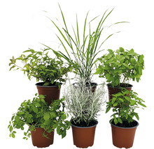BIO Kräuter Set FloraSelf Bio Asia Mix 6 Stk. Ø 12 cm Topf