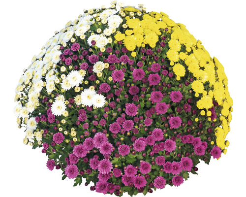 Chrysantheme Party Trio FloraSelf Chrysanthemum indicum Mix Ø 32 cm Topf Durchmesser Pflanze ca. 70 cm Premium Quality