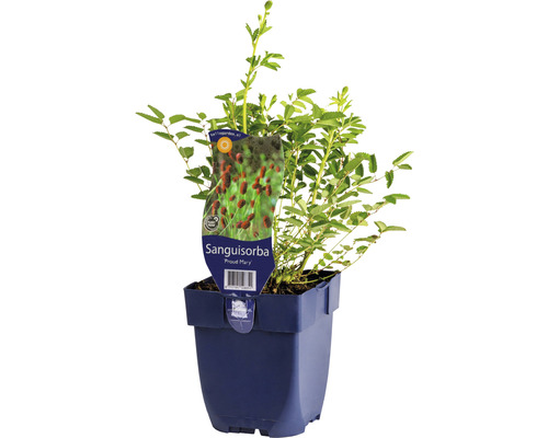 Pflanze Sanguisorba im Topf
