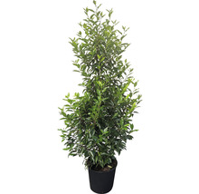 6 x Portugiesischer Kirschlorbeer FloraSelf Prunus lusitanica 'Angustifolia' H 125-150 cm Co 5 L für 3 m Hecke-thumb-3