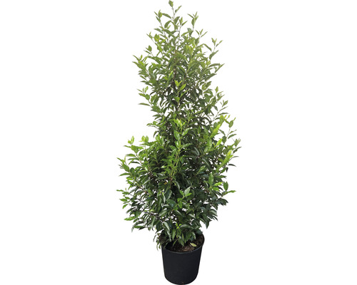 Lorbeerbaum im Topf mit grünen Blättern.