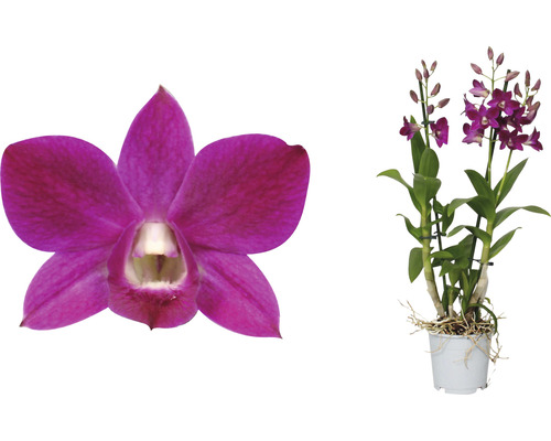 Dendrobium Nobile Topf, Zimmerpflanze